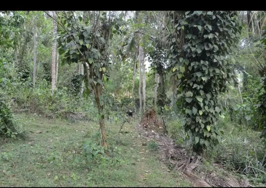 TANGALLE : 3 ACRES PREMIUM COCONUT LAND FOR SALE