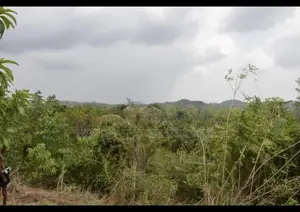 TANGALLE : 3 ACRES PREMIUM COCONUT LAND FOR SALE