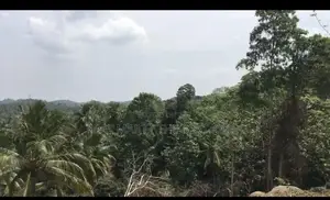 TANGALLE : 3 ACRES PREMIUM COCONUT LAND FOR SALE