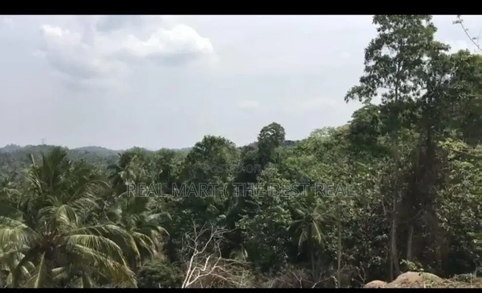 TANGALLE : 3 ACRES PREMIUM COCONUT LAND FOR SALE
