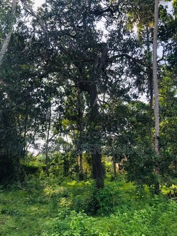 Land for sale in Kuliyapitiya