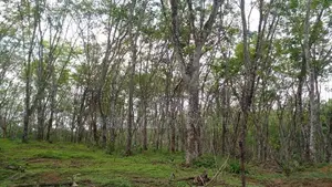 Greenery Lands Plots Ahangama