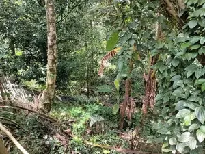 ඉඩම වීකීණීමට - Medawala