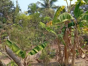 Land for Sale in Thibirigaskatuwa, Negombo