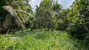 ඉබුල්ගොඩ – පියරත්න මාවතෙන් වටිනා ඉඩමක් /HS 14237
