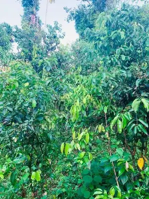 Land for Sale – Deiyandara, Kirama Road