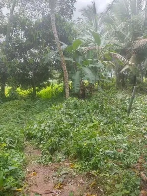 Superb Land for Sale in Horana
