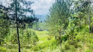 Beautiful land plots sale in Ella