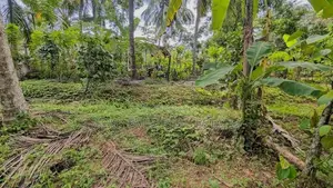 කිරිඳිවැලින් පර්චස් 77ක සාරවත් පොල් ඉඩමක් විකිණීමට / ER 14957