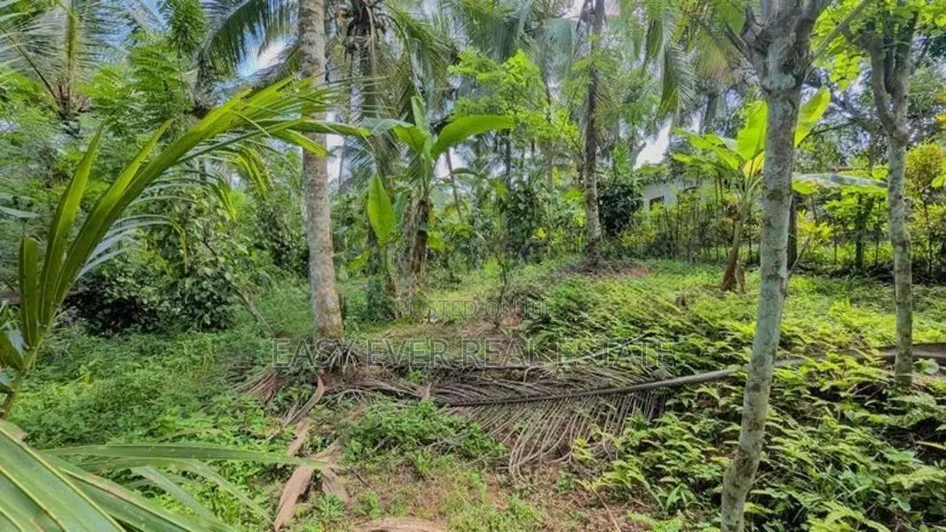 කිරිඳිවැලින් පර්චස් 77ක සාරවත් පොල් ඉඩමක් විකිණීමට / ER 14957