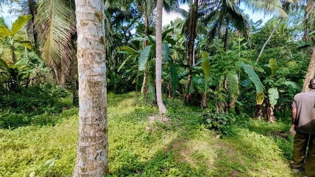 කිරිඳිවැලින් පර්චස් 77ක සාරවත් පොල් ඉඩමක් විකිණීමට / ER 14957