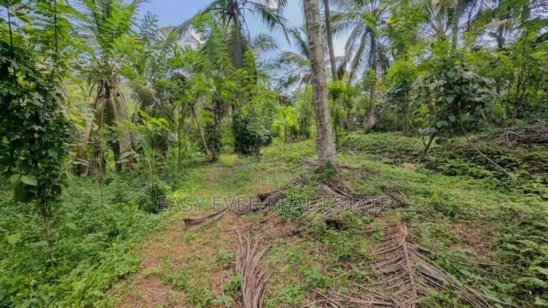 කිරිඳිවැලින් පර්චස් 77ක සාරවත් පොල් ඉඩමක් විකිණීමට / ER 14957