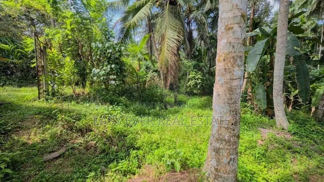 කිරිඳිවැලින් පර්චස් 77ක සාරවත් පොල් ඉඩමක් විකිණීමට / ER 14957
