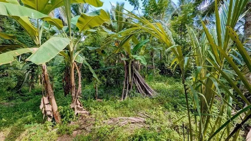 කිරිඳිවැලින් පර්චස් 77ක සාරවත් පොල් ඉඩමක් විකිණීමට / ER 14957