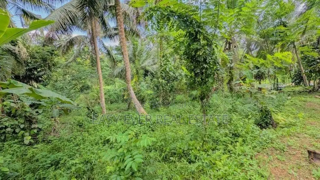 කිරිඳිවැලින් පර්චස් 77ක සාරවත් පොල් ඉඩමක් විකිණීමට / ER 14957