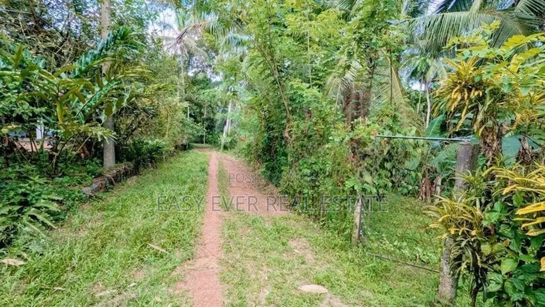 කිරිඳිවැලින් පර්චස් 77ක සාරවත් පොල් ඉඩමක් විකිණීමට / ER 14957
