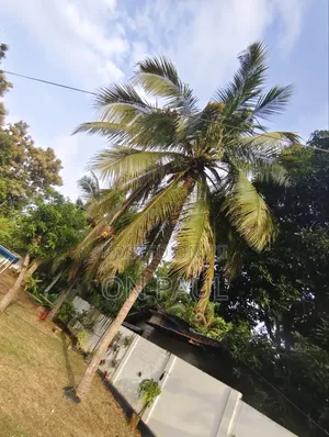 3bdrm House in Punchiwilluwa, Puttalam City for sale
