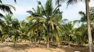 212 Perch Coconut Land for Sale – Hettipola