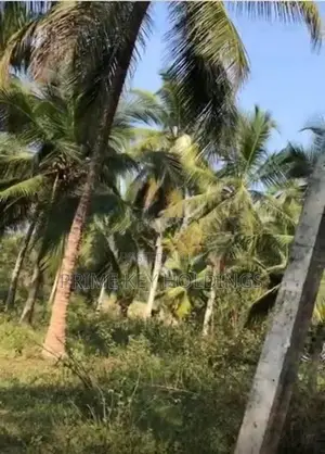 212 Perch Coconut Land for Sale – Hettipola