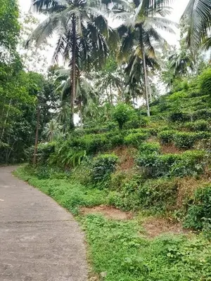 YATIYANTOTA : 12 ACRES PRIME TEA & COCONUT ESTATE FOR SALE