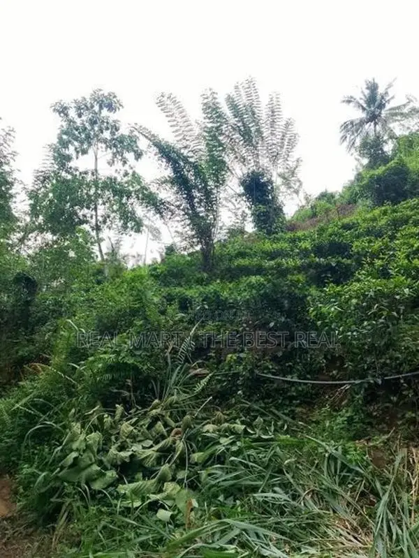 YATIYANTOTA : 12 ACRES PRIME TEA & COCONUT ESTATE FOR SALE