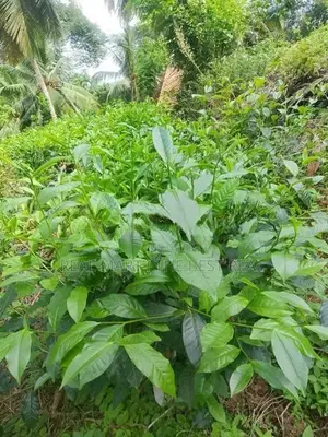 YATIYANTOTA : 12 ACRES PRIME TEA & COCONUT ESTATE FOR SALE