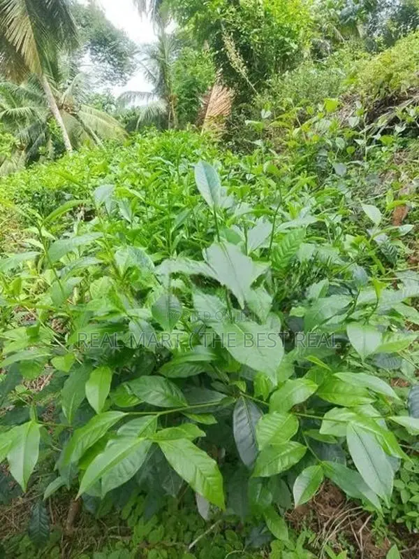 YATIYANTOTA : 12 ACRES PRIME TEA & COCONUT ESTATE FOR SALE