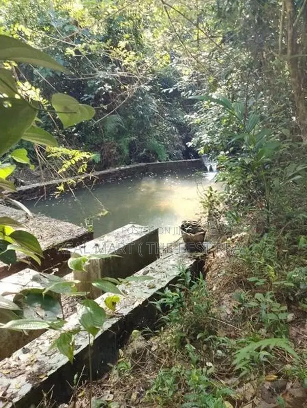 YATIYANTOTA : 12 ACRES PRIME TEA & COCONUT ESTATE FOR SALE