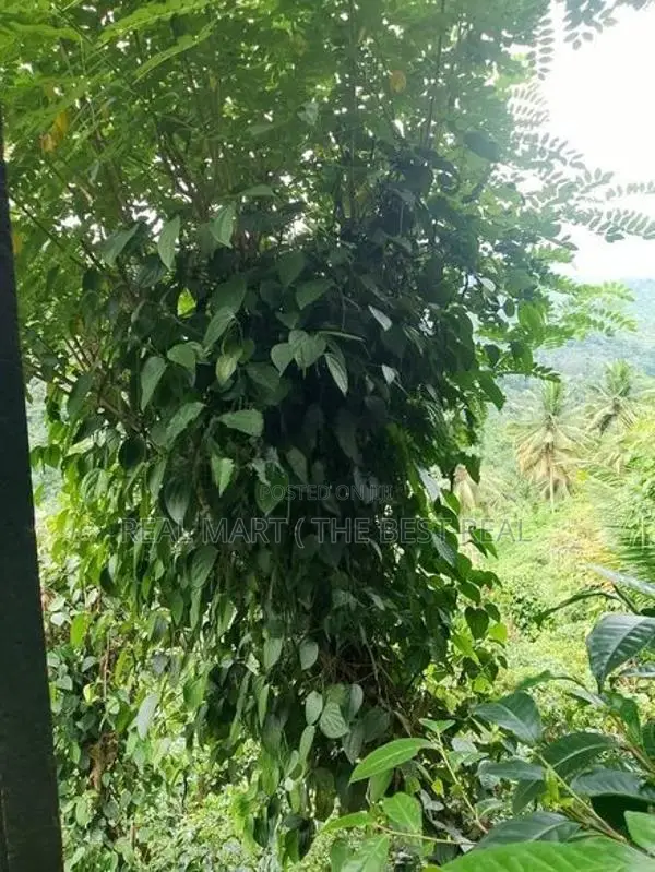 YATIYANTOTA : 12 ACRES PRIME TEA & COCONUT ESTATE FOR SALE