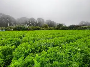 Land for Sale in Nuwara Eliya