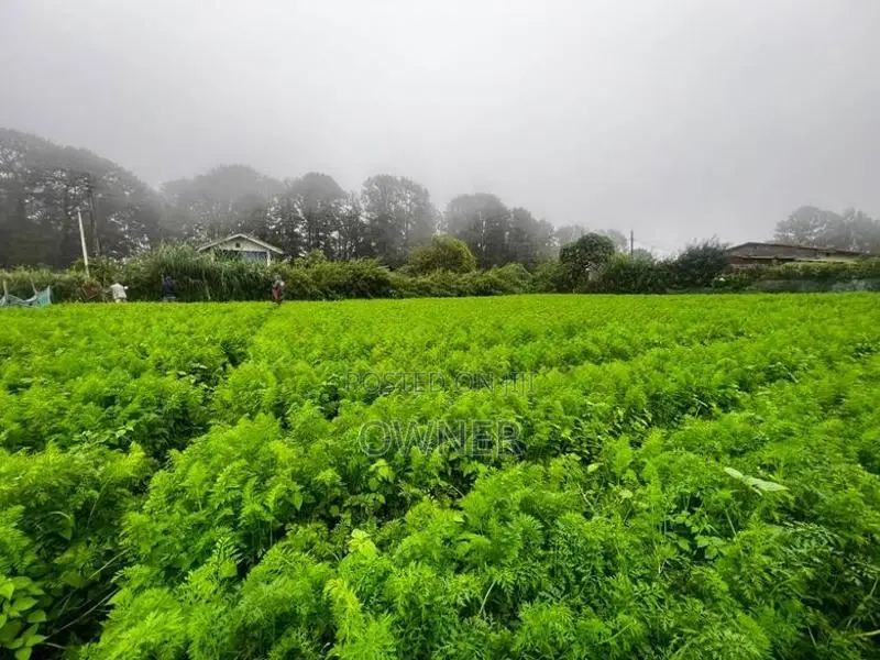 Land for Sale in Nuwara Eliya