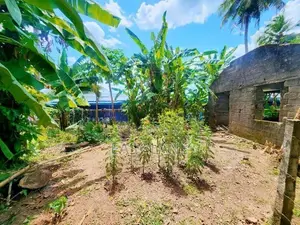 නිට්ටඹුව මල්වත්තෙන් මුළු ඉඩම විකිණීමට / YS 15231