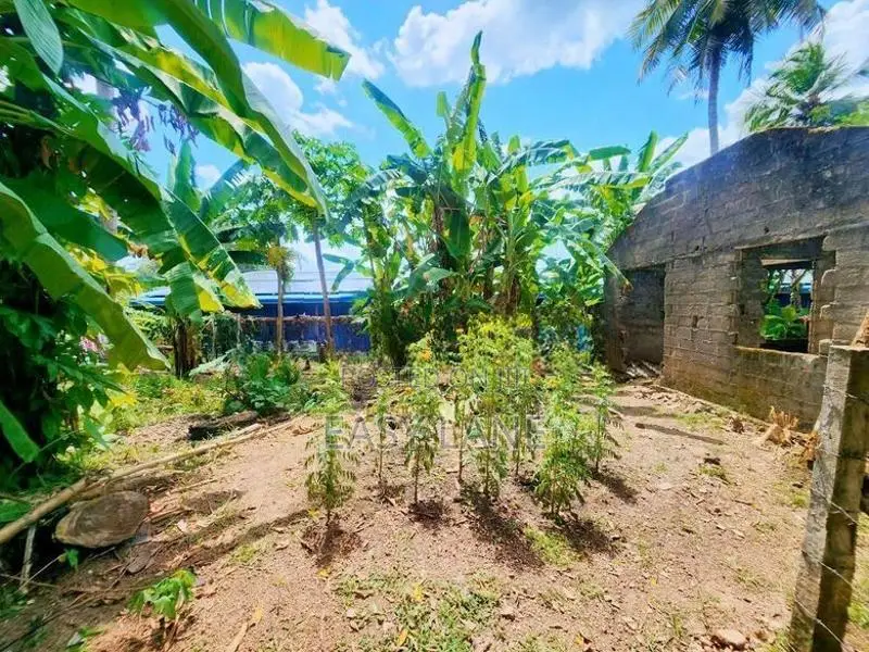 නිට්ටඹුව මල්වත්තෙන් මුළු ඉඩම විකිණීමට / YS 15231