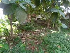 Prime Land for Sale – Kandana