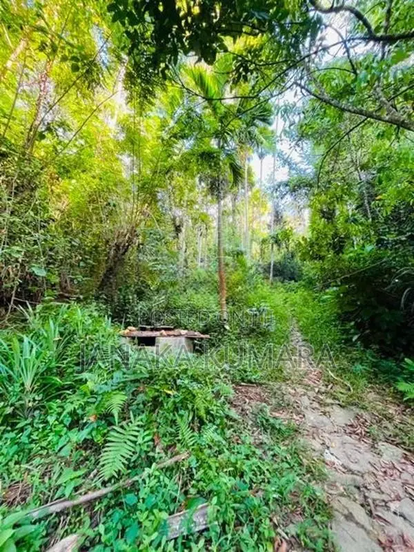 Pepper Land with House at Nikapotha