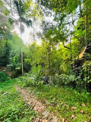 Pepper Land with House at Nikapotha