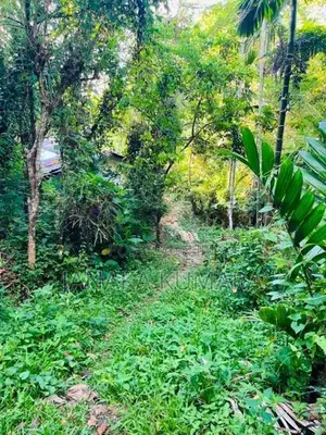 Pepper Land with House at Nikapotha