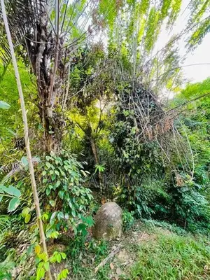 Pepper Land with House at Nikapotha