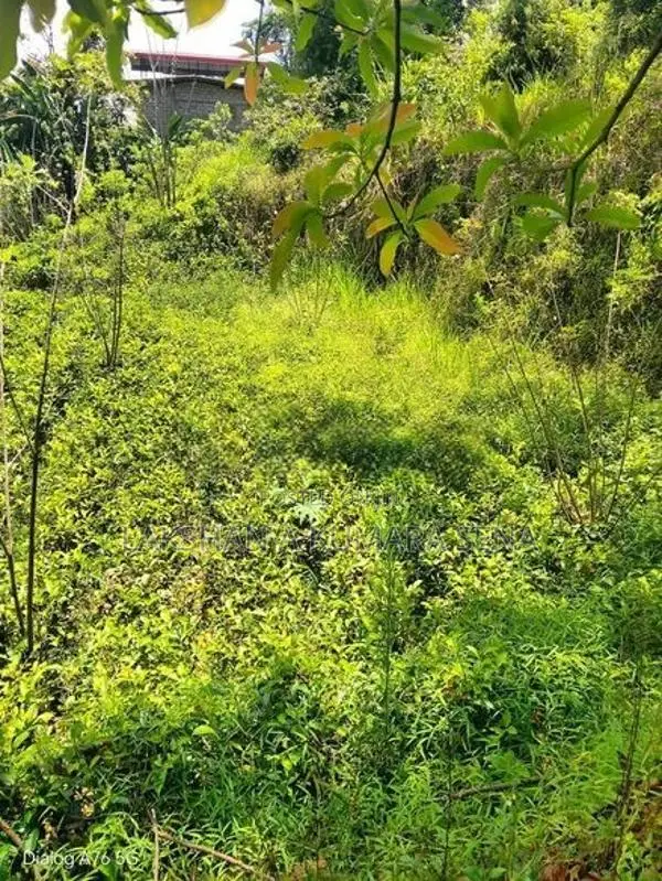 තේ ඉඩම විකිණීමට පට්ටියගෙදර