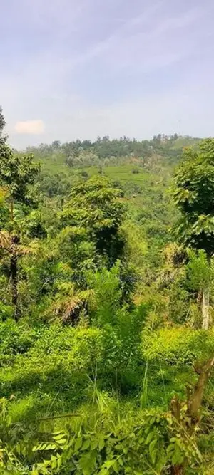 තේ ඉඩම විකිණීමට පට්ටියගෙදර