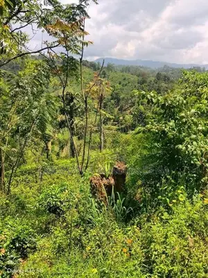 තේ ඉඩම විකිණීමට පට්ටියගෙදර
