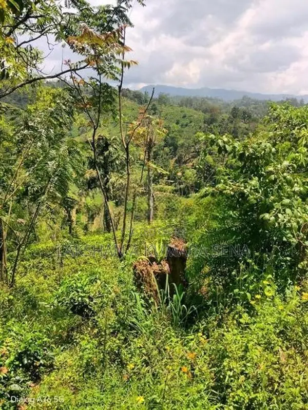 තේ ඉඩම විකිණීමට පට්ටියගෙදර