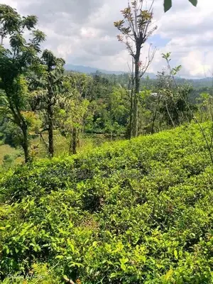 තේ ඉඩම විකිණීමට පට්ටියගෙදර