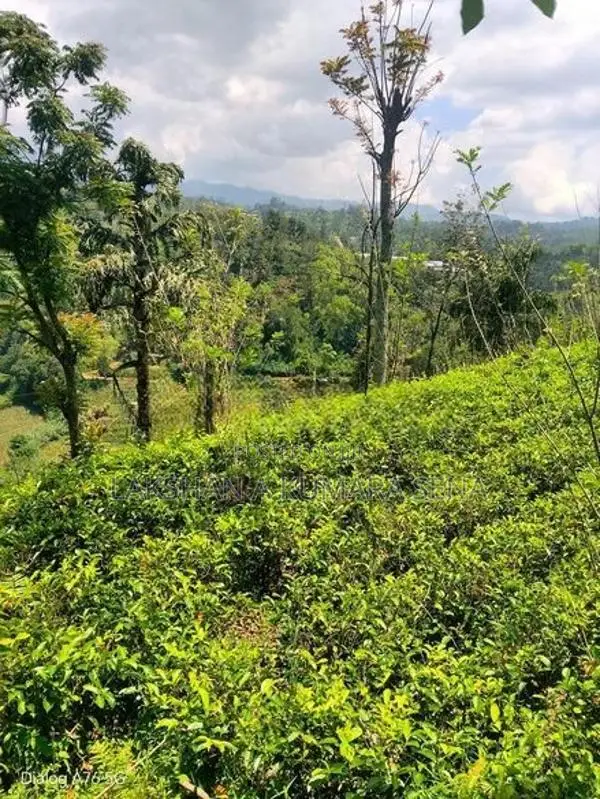 තේ ඉඩම විකිණීමට පට්ටියගෙදර