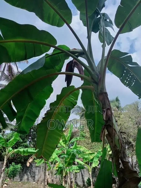 වටිනා ඉඩමක් ජා එල ,නිවන්ඩම පාර