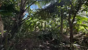 Land For Sale kandana