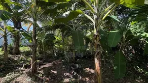 Land For Sale kandana