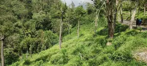 Land for Sale in Haputale