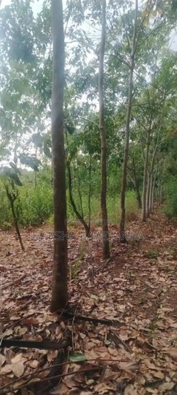 Land for Sale in Mahaoya