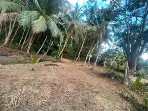 Rare 29-Perch Land for Sale in Hapugala, Galle
